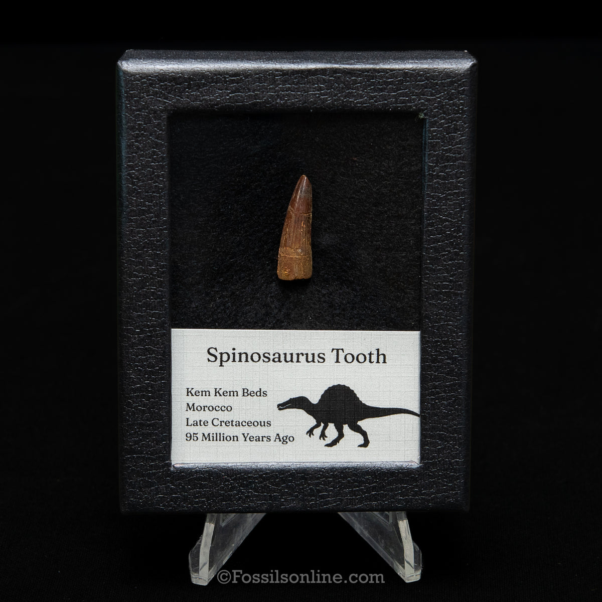 Spinosaurus Dinosaur Tooth Sm Case