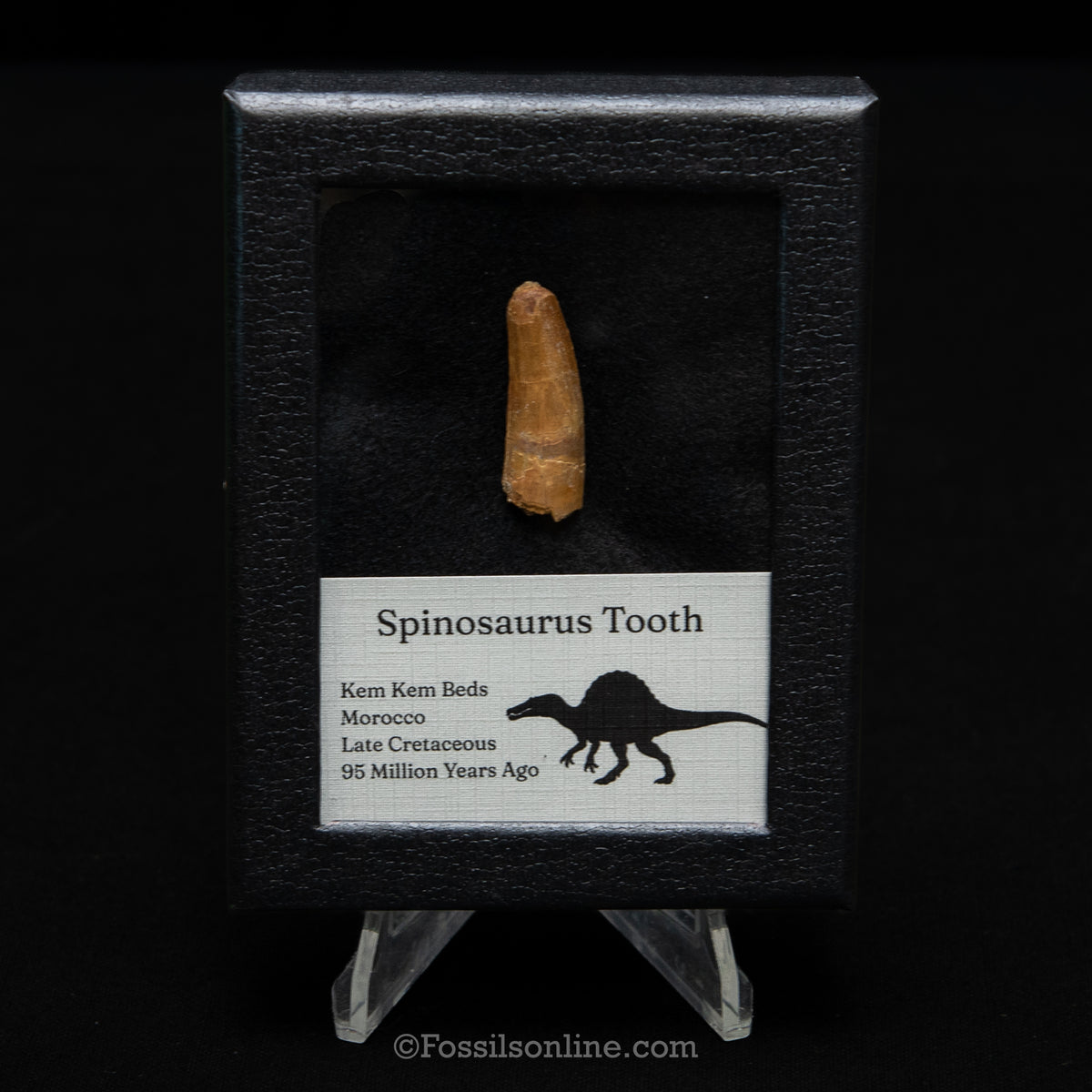 Spinosaurus Dinosaur Tooth Sm Case