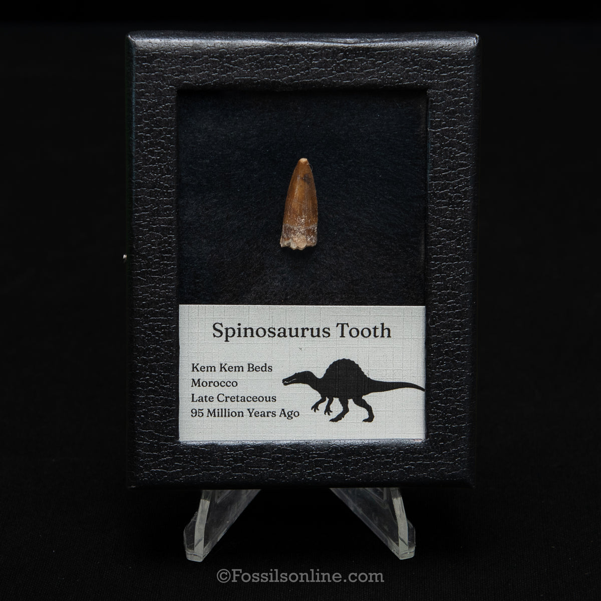 Spinosaurus Dinosaur Tooth Sm Case