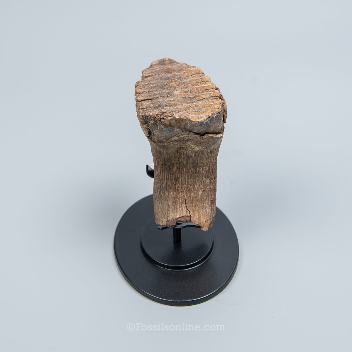 Juvenile Woolly Mammoth Tooth on Display Stand