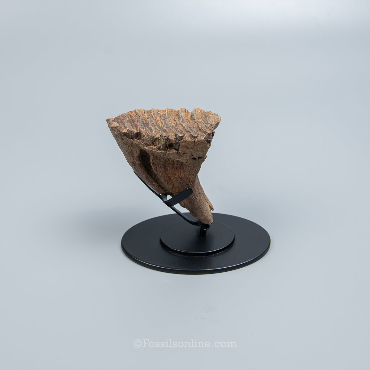 Juvenile Woolly Mammoth Tooth on Display Stand
