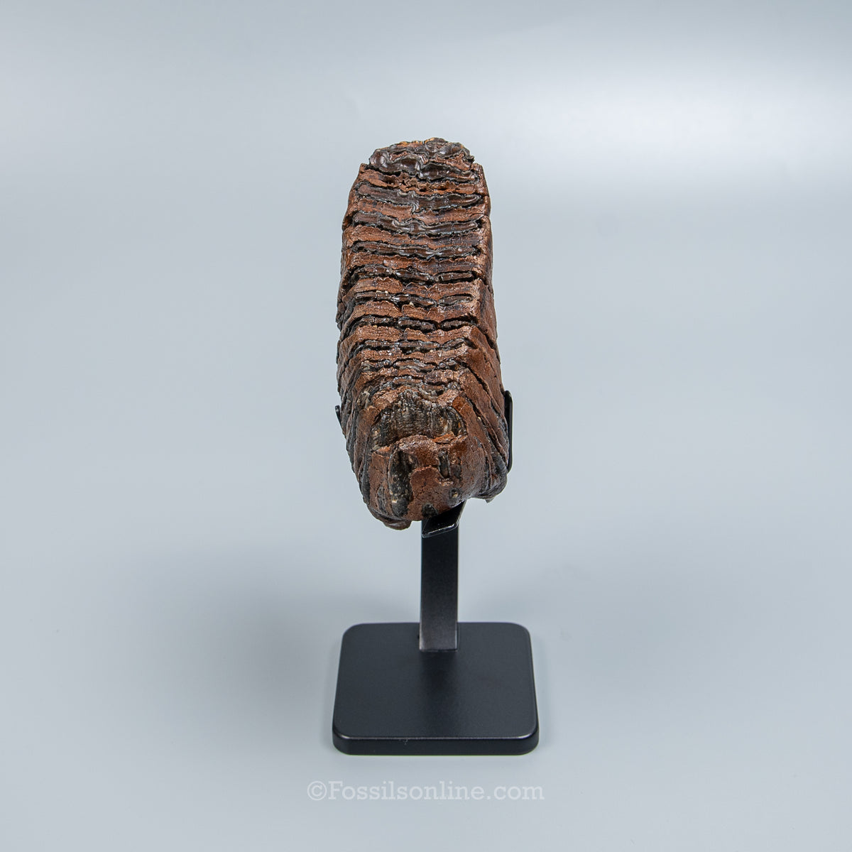 Juvenile Woolly Mammoth Tooth on Display Stand