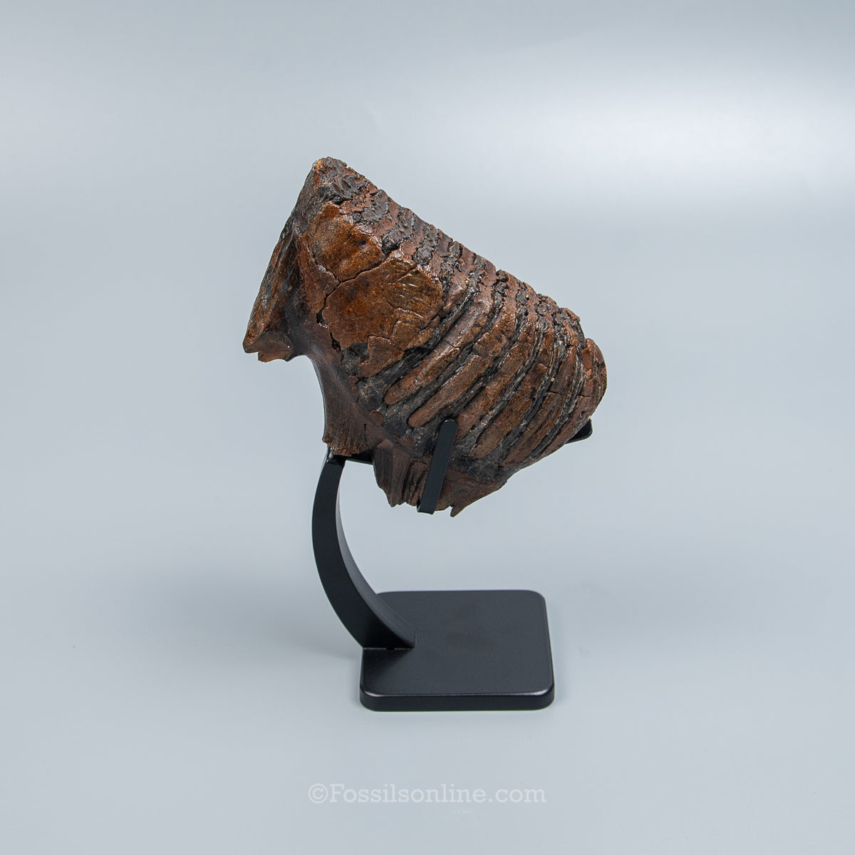Juvenile Woolly Mammoth Tooth on Display Stand