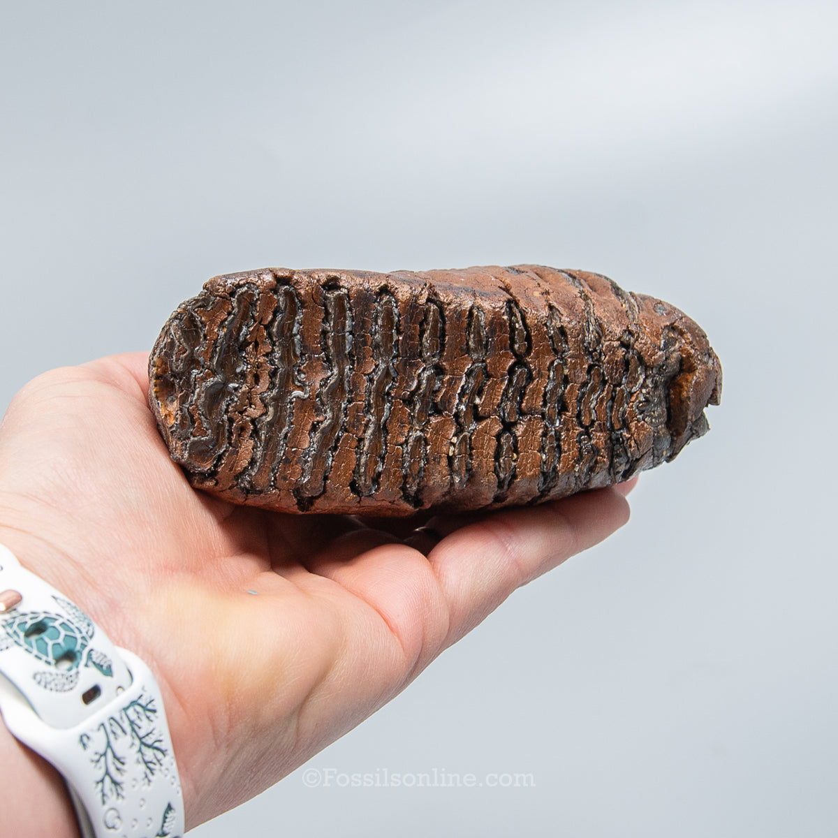 Juvenile Woolly Mammoth Tooth on Display Stand