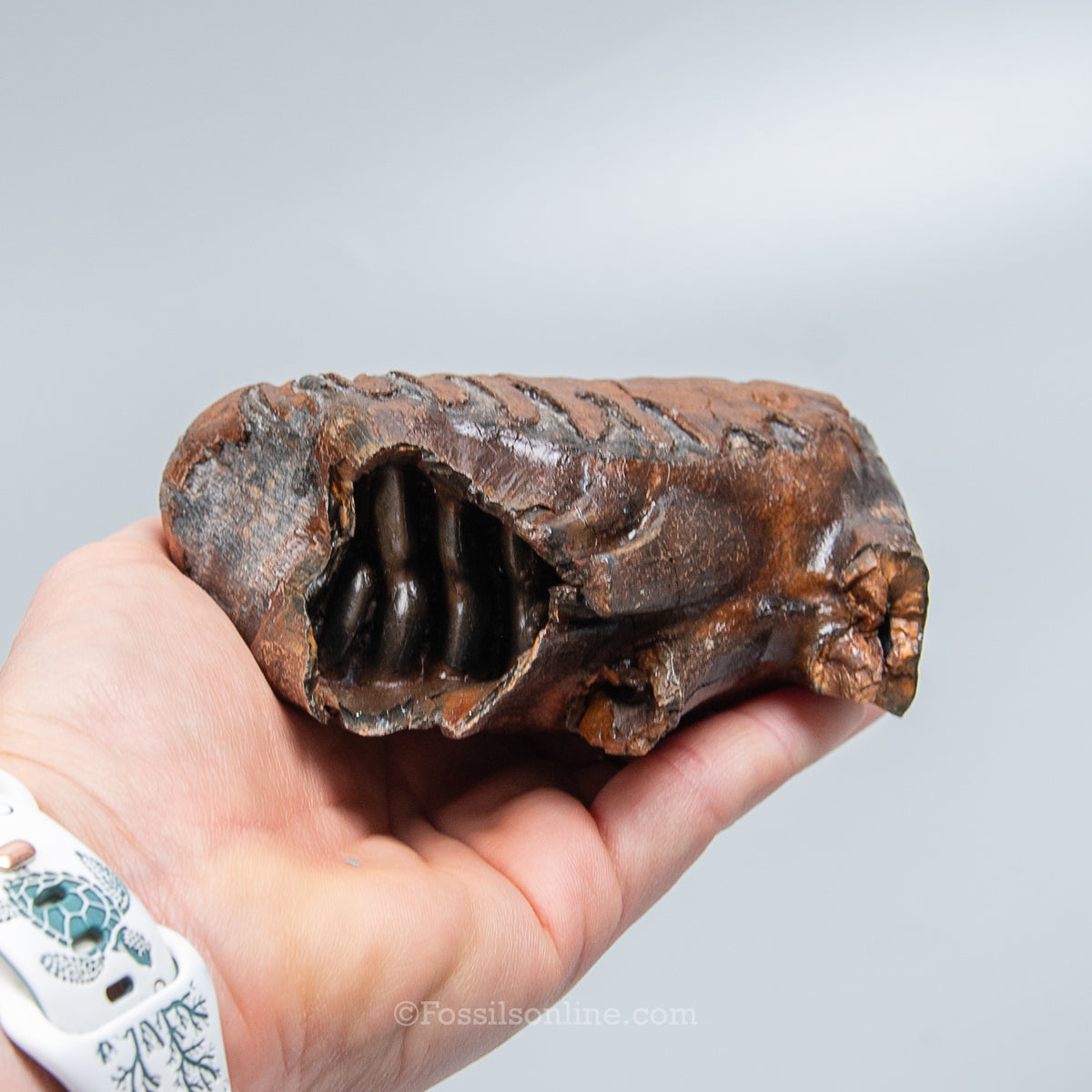 Juvenile Woolly Mammoth Tooth on Display Stand