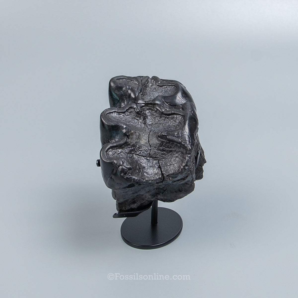 Rare Juvenile Gomphothere Tooth on a Display Stand