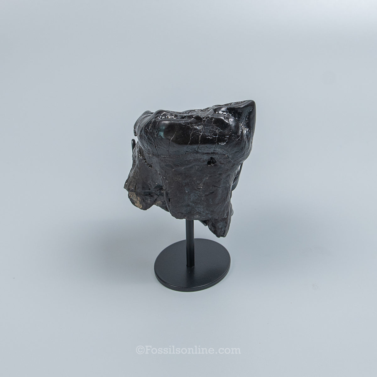 Rare Juvenile Gomphothere Tooth on a Display Stand