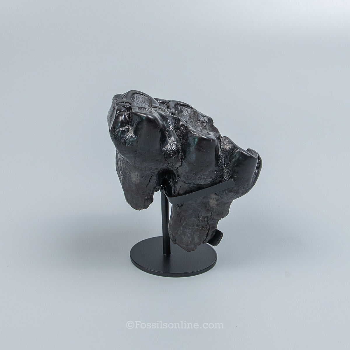 Rare Juvenile Gomphothere Tooth on a Display Stand