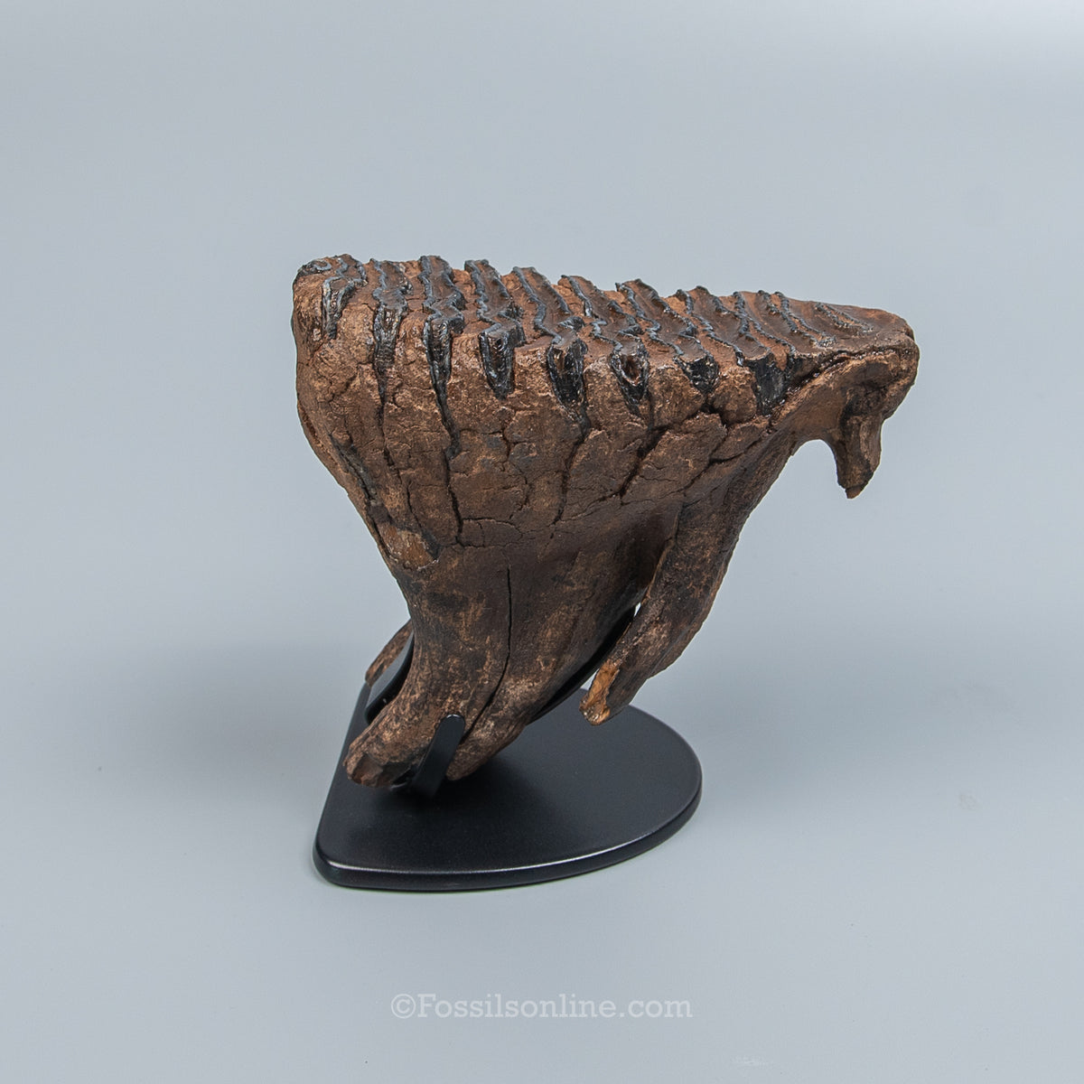 Juvenile Woolly Mammoth Tooth on Display Stand