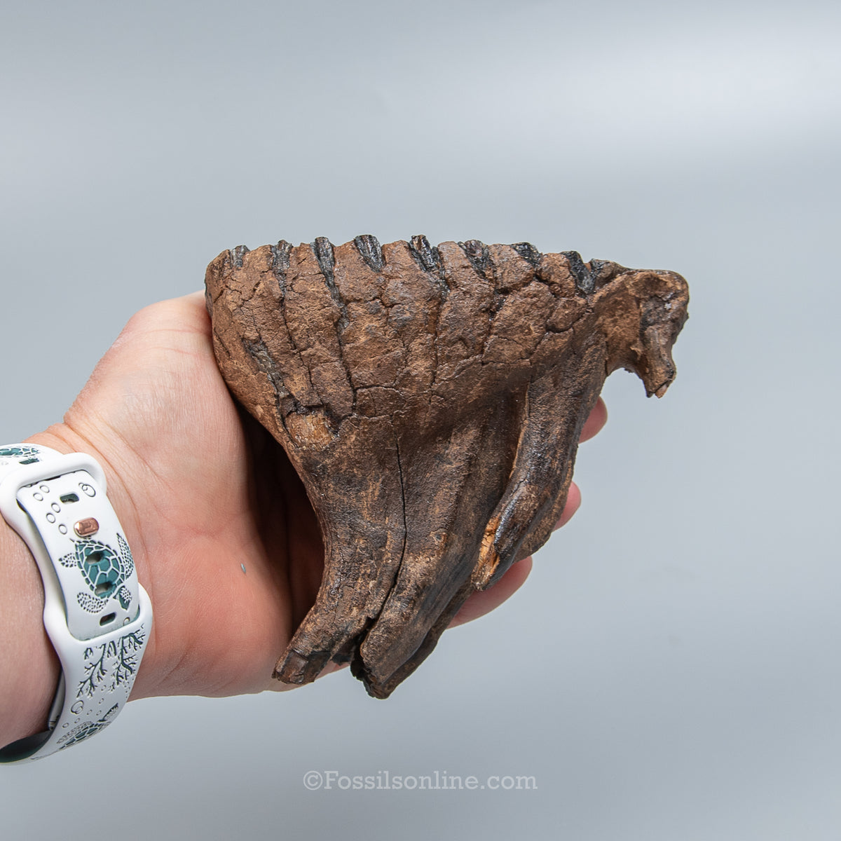 Juvenile Woolly Mammoth Tooth on Display Stand