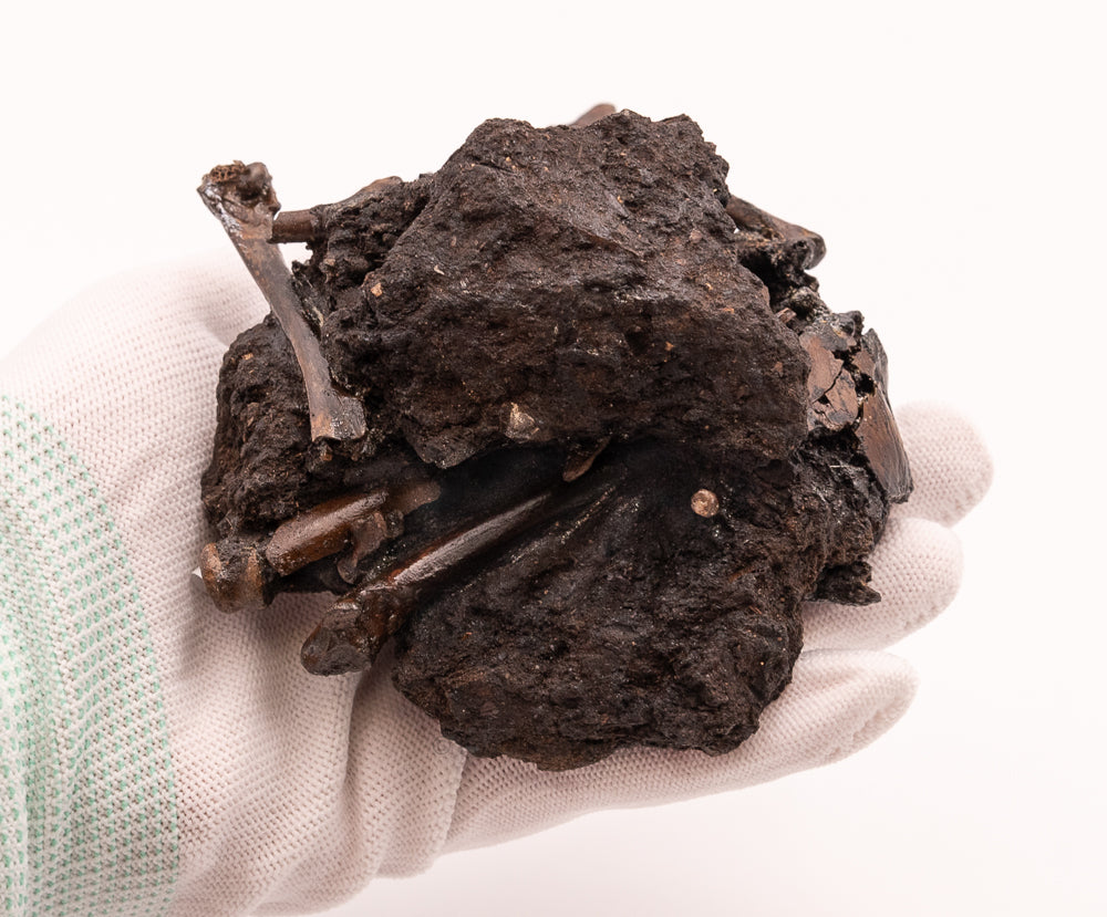 Bird Bone Assortment in Matrix Tar Pit Fossils