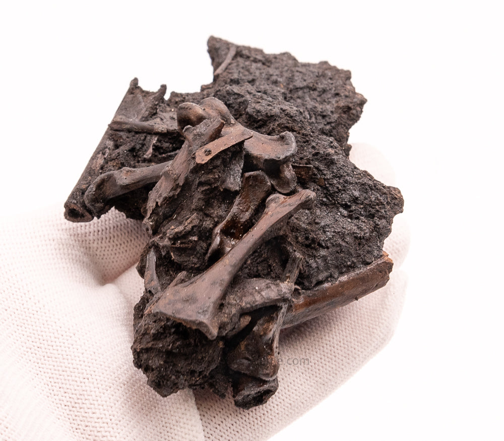 Bird Bone Assortment in Matrix Tar Pit Fossils