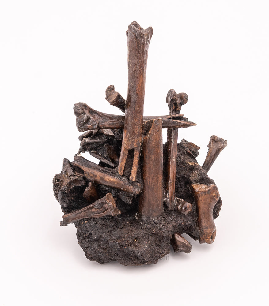 Bird Bone Assortment in Matrix Tar Pit Fossils
