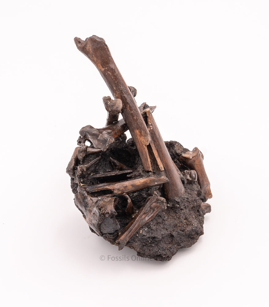 Bird Bone Assortment in Matrix Tar Pit Fossils