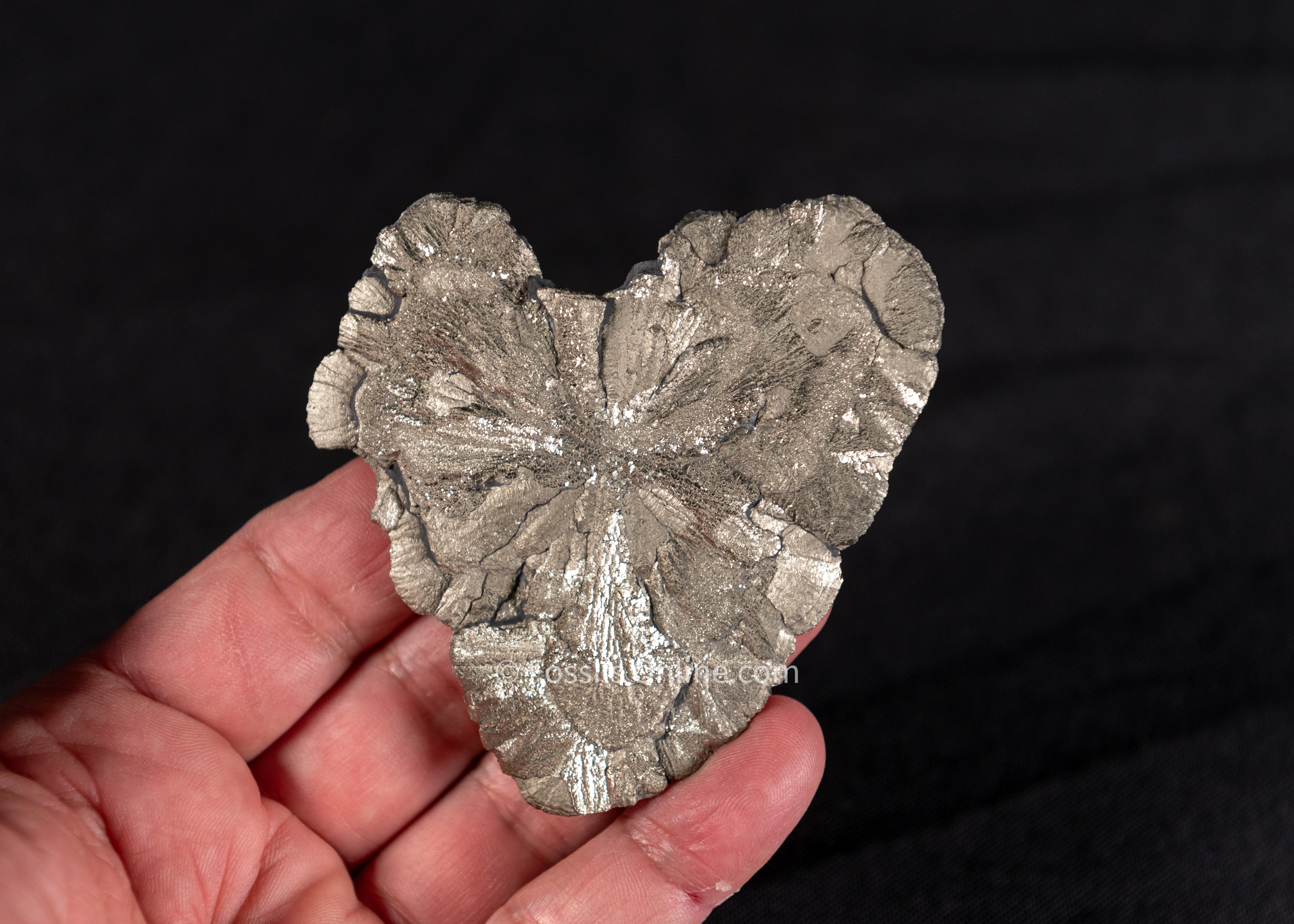 Heart Shaped Pyrite Sun Dollar