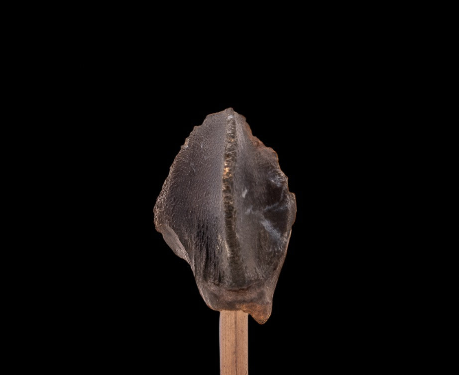 Fossil Triceratops Tooth Hell Creek SD 1.13"