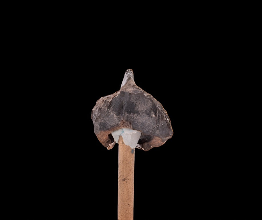 Fossil Triceratops Tooth Hell Creek SD 1.13"