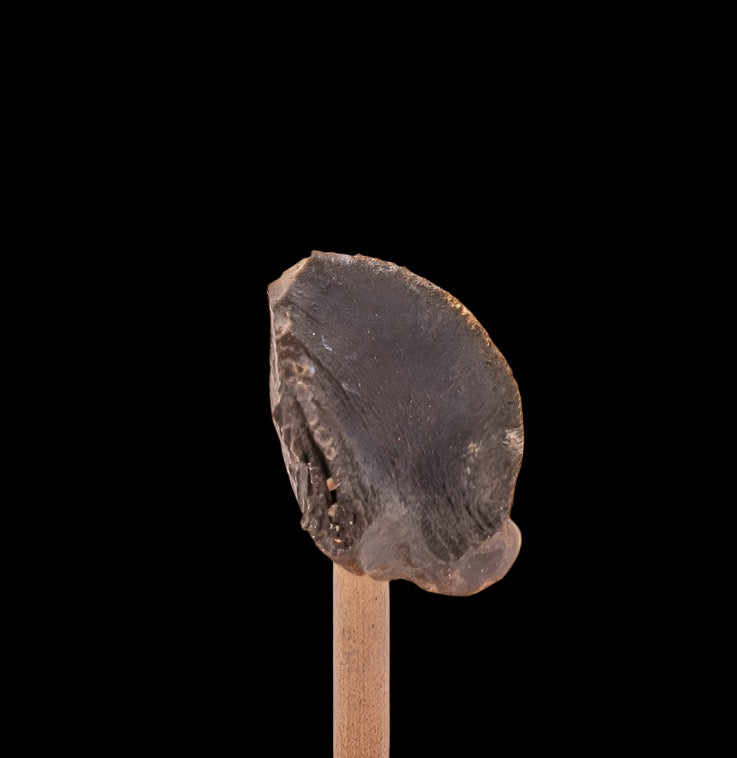 Fossil Triceratops Tooth Hell Creek SD 1.13"
