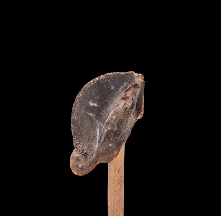 Fossil Triceratops Tooth Hell Creek SD 1.13"