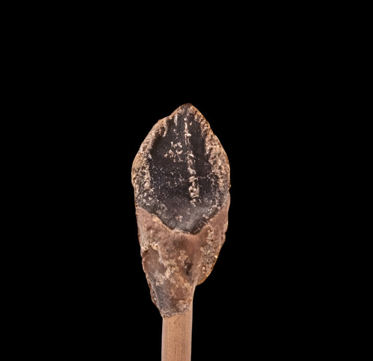 Fossil Triceratops Tooth Hell Creek SD 1.06"