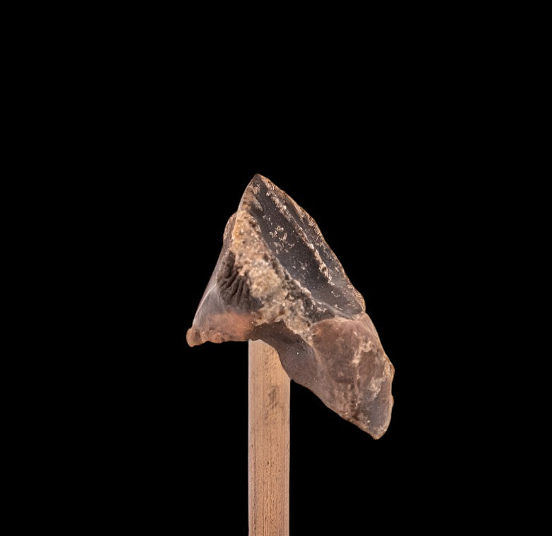 Fossil Triceratops Tooth Hell Creek SD 1.06"