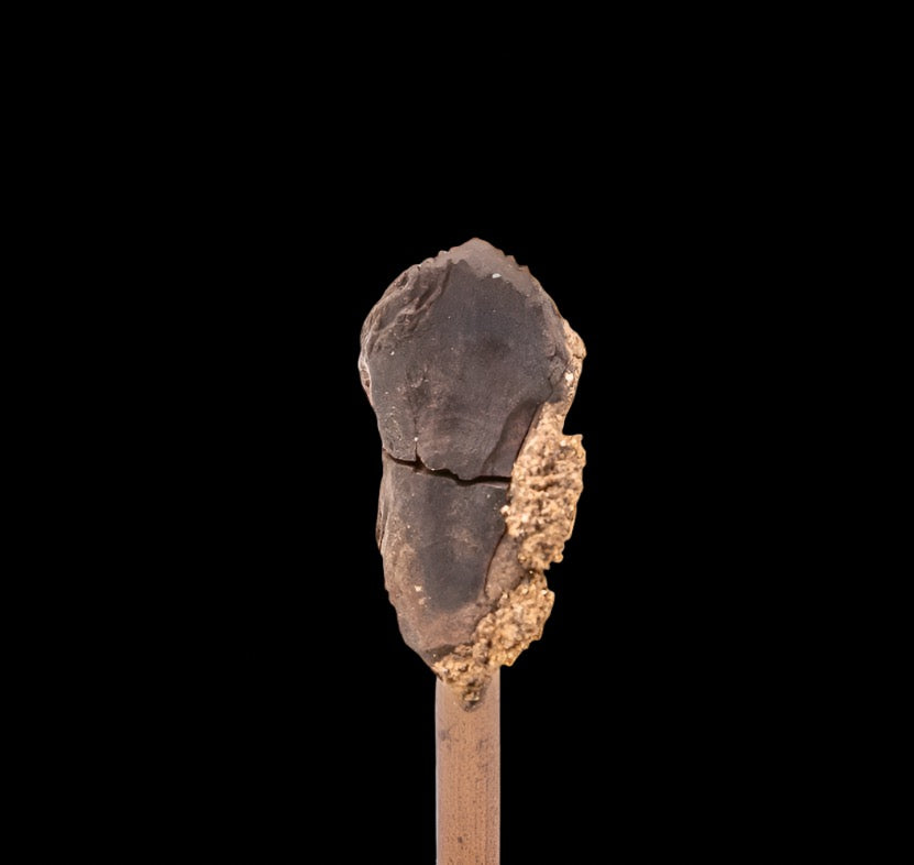 Fossil Triceratops Tooth Hell Creek SD 1.07"
