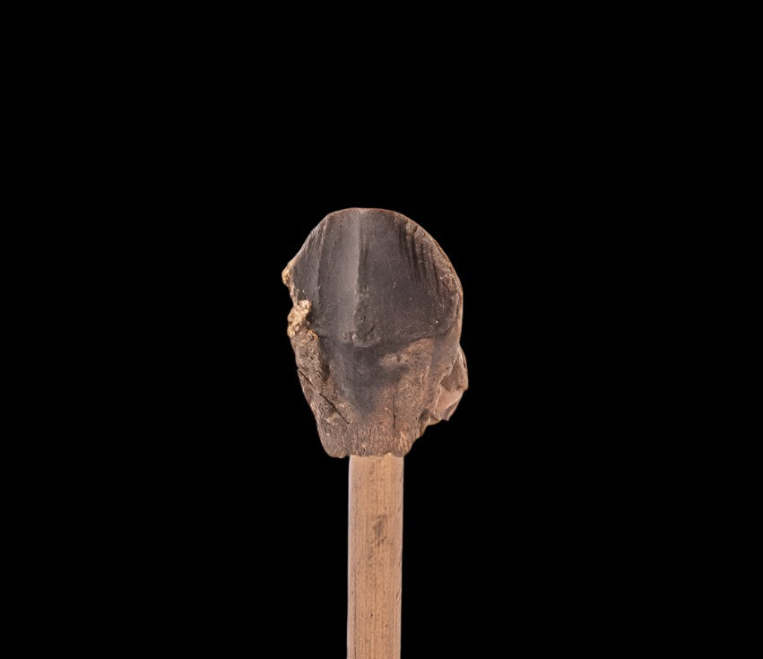 Fossil Triceratops Tooth Hell Creek SD 1.07"