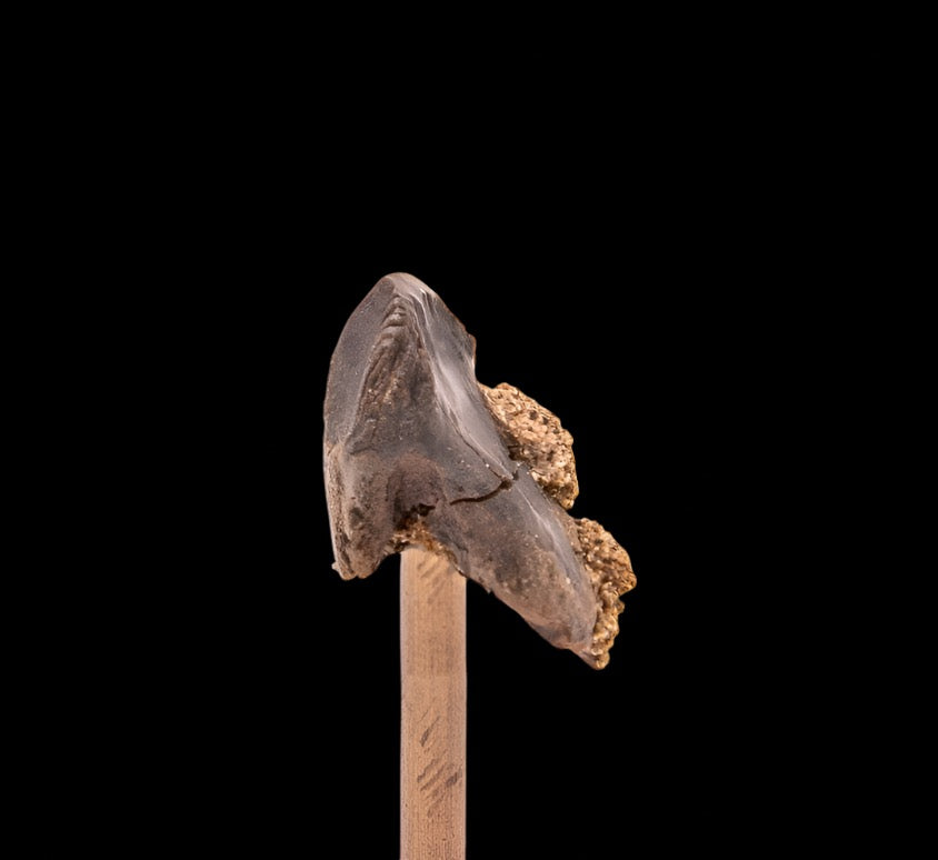 Fossil Triceratops Tooth Hell Creek SD 1.07"