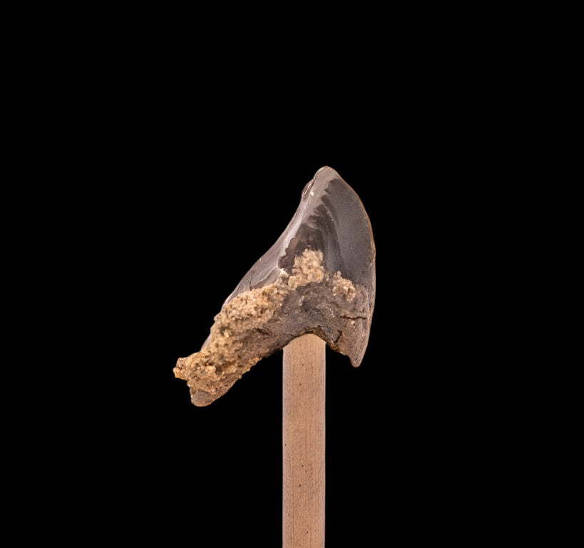 Fossil Triceratops Tooth Hell Creek SD 1.07"