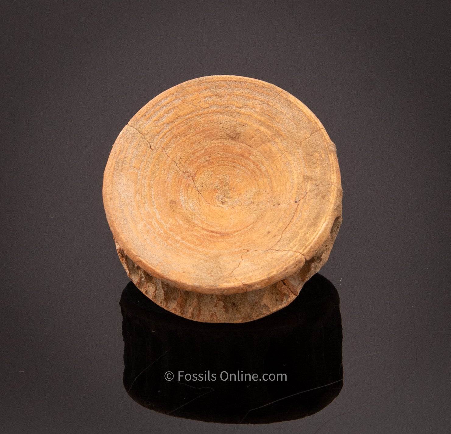 Lg LAMNIFORM Fossil Vertebra Bakersfield CA