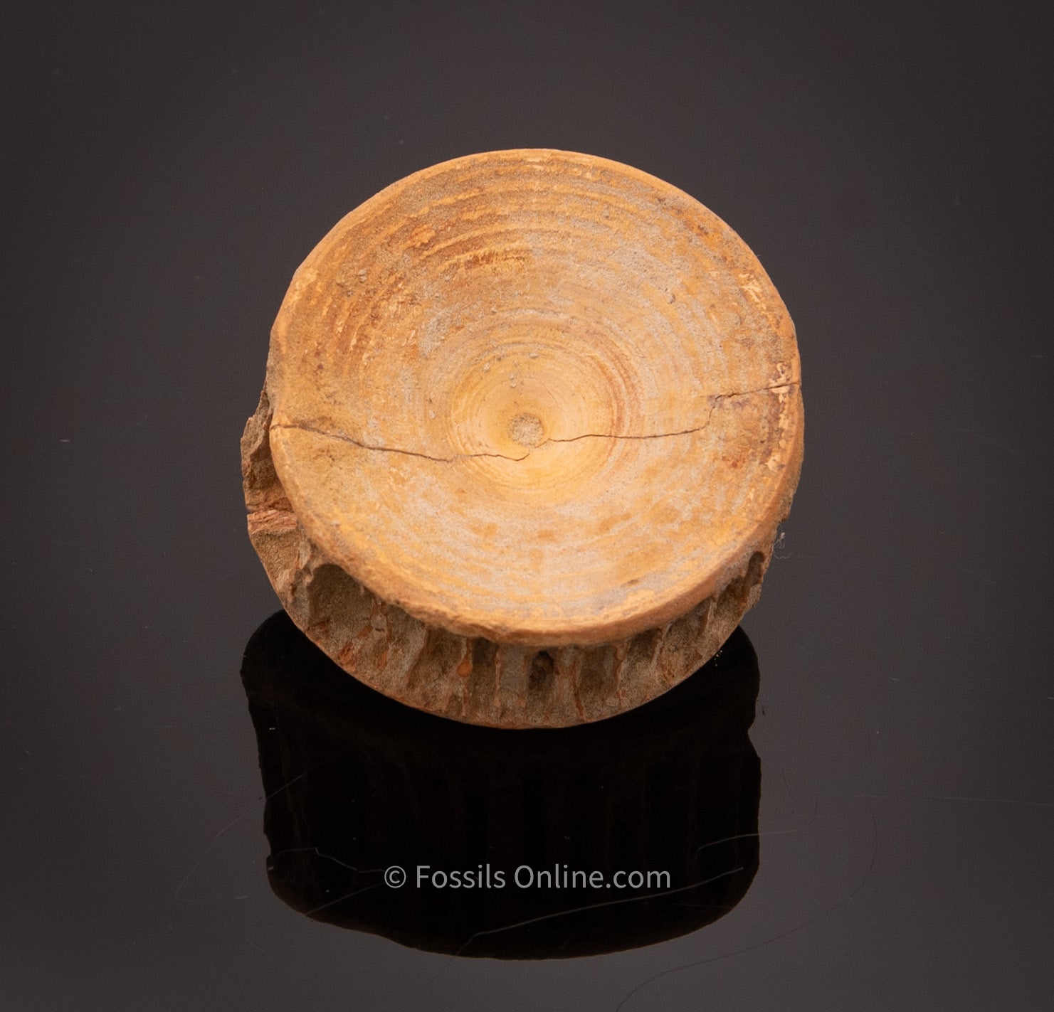 Lg LAMNIFORM Fossil Vertebra Bakersfield CA
