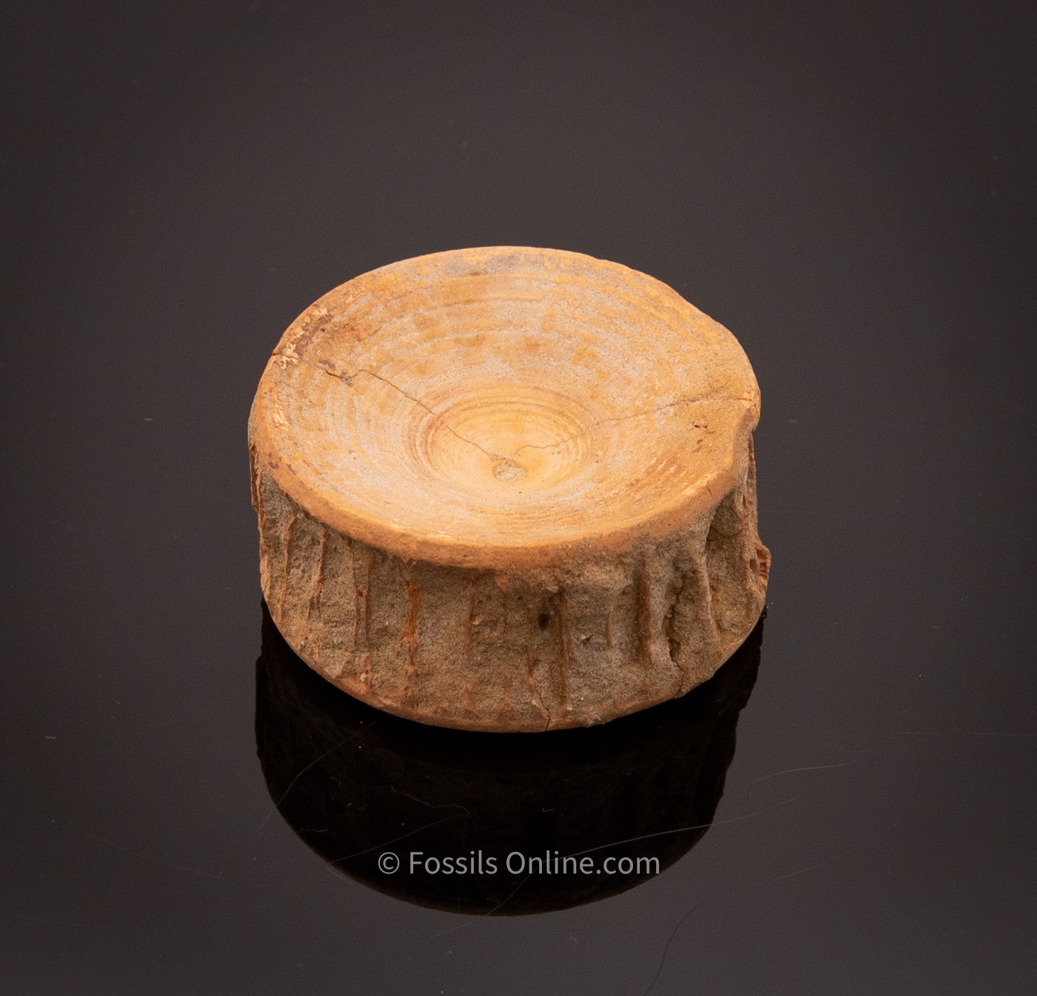Lg LAMNIFORM Fossil Vertebra Bakersfield CA