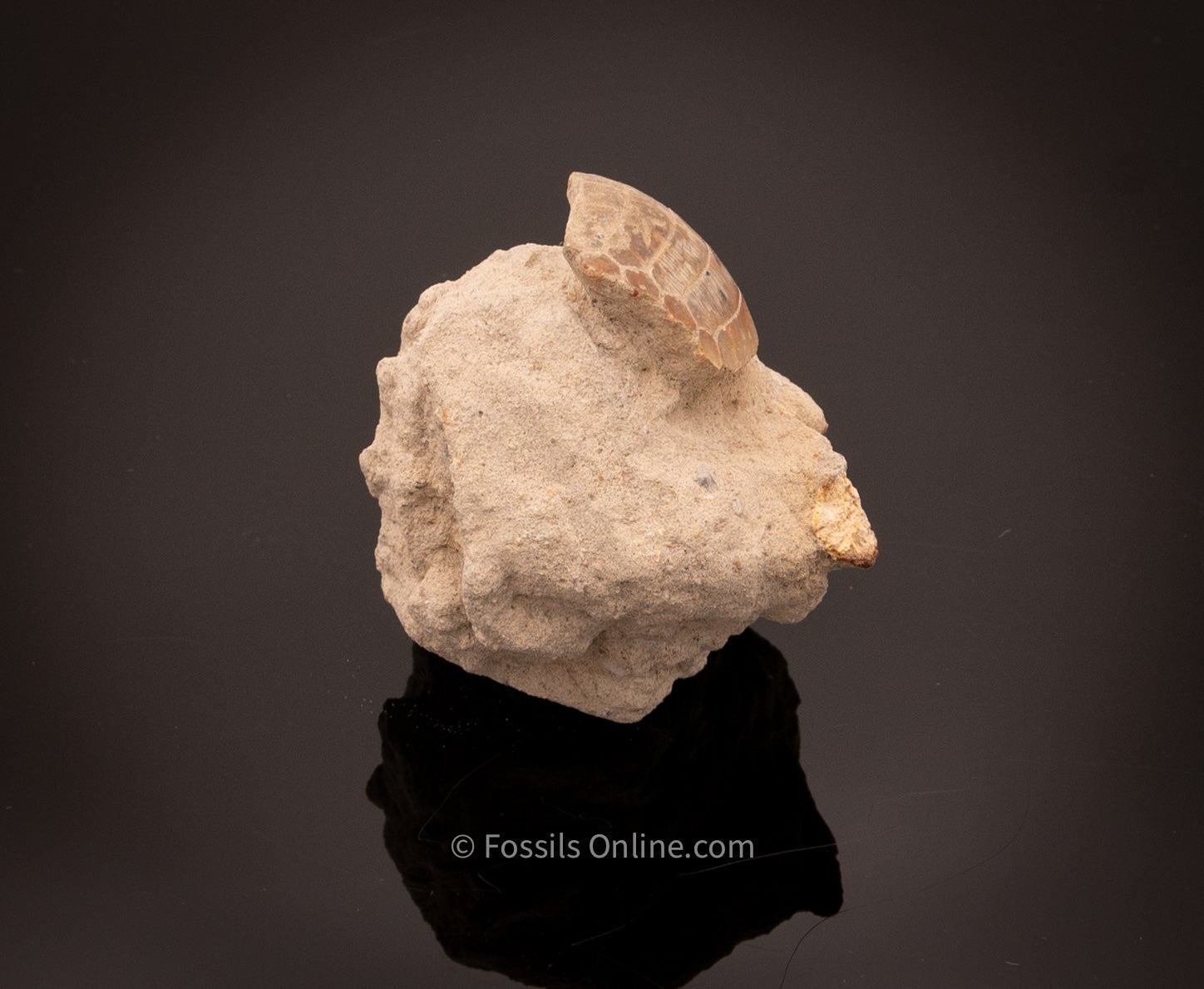 Eagle Ray Mouth Plate Fossil in Original Matrix Bakersfield CA
