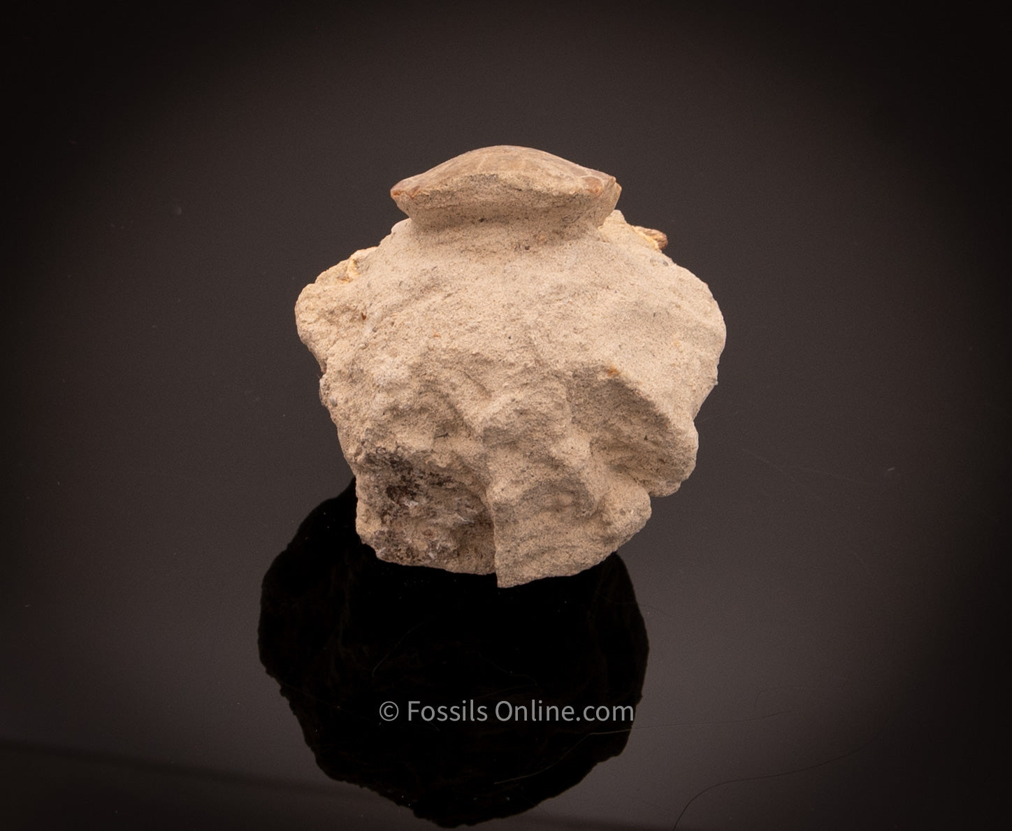 Eagle Ray Mouth Plate Fossil in Original Matrix Bakersfield CA
