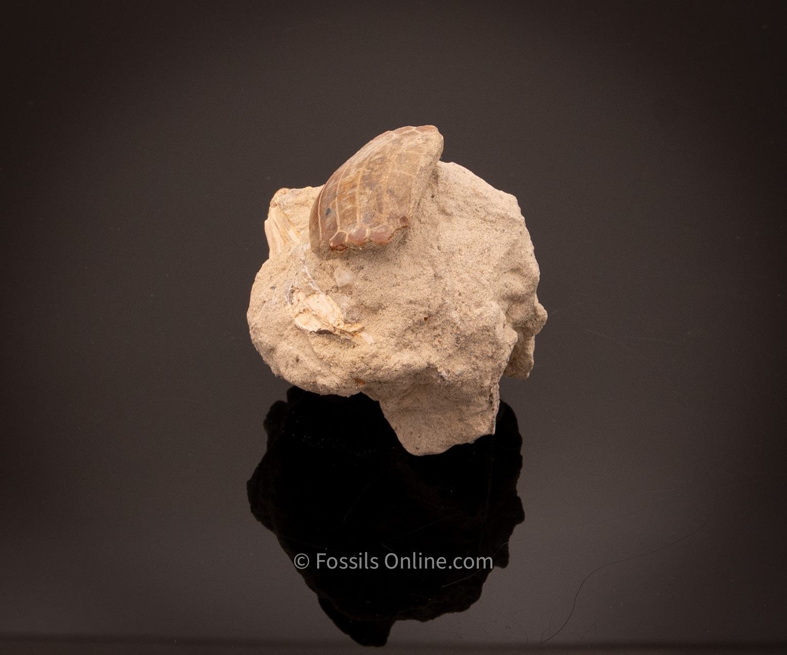 Eagle Ray Mouth Plate Fossil in Original Matrix Bakersfield CA