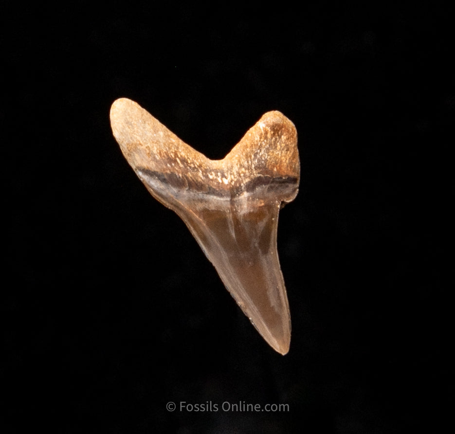 Rare Fossil Ginsu .88"