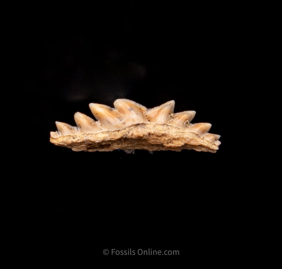 Hexanchus Andersonii Symphyseal Ex Bob Ernst Collection