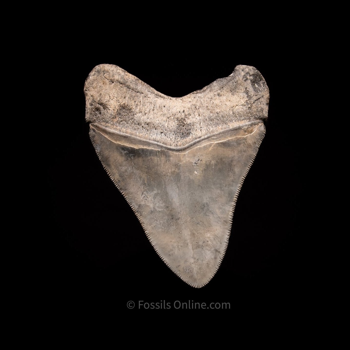 Golden Beach Venice Megalodon Tooth 3.89"