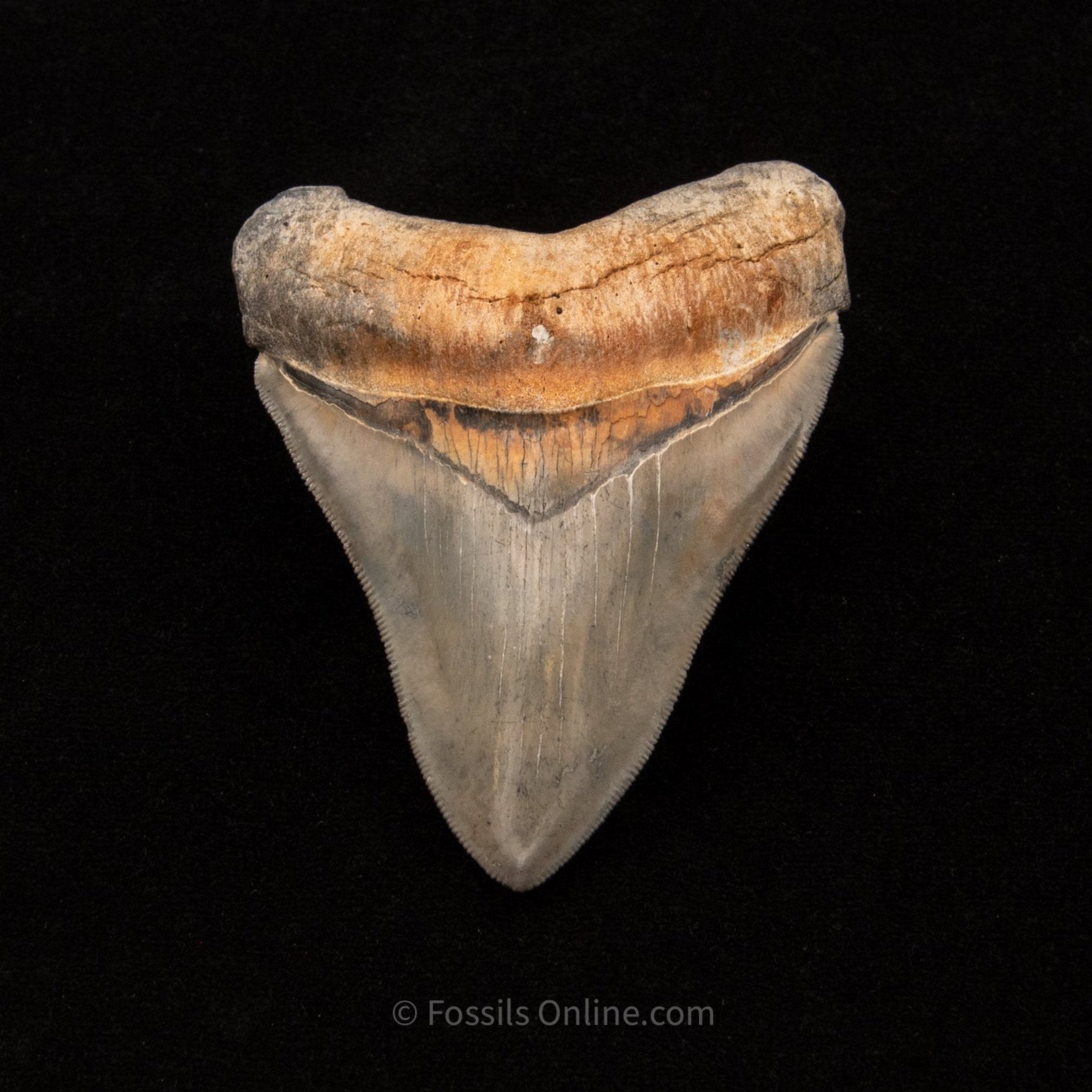 Golden Beach Venice Megalodon Tooth 3.89"