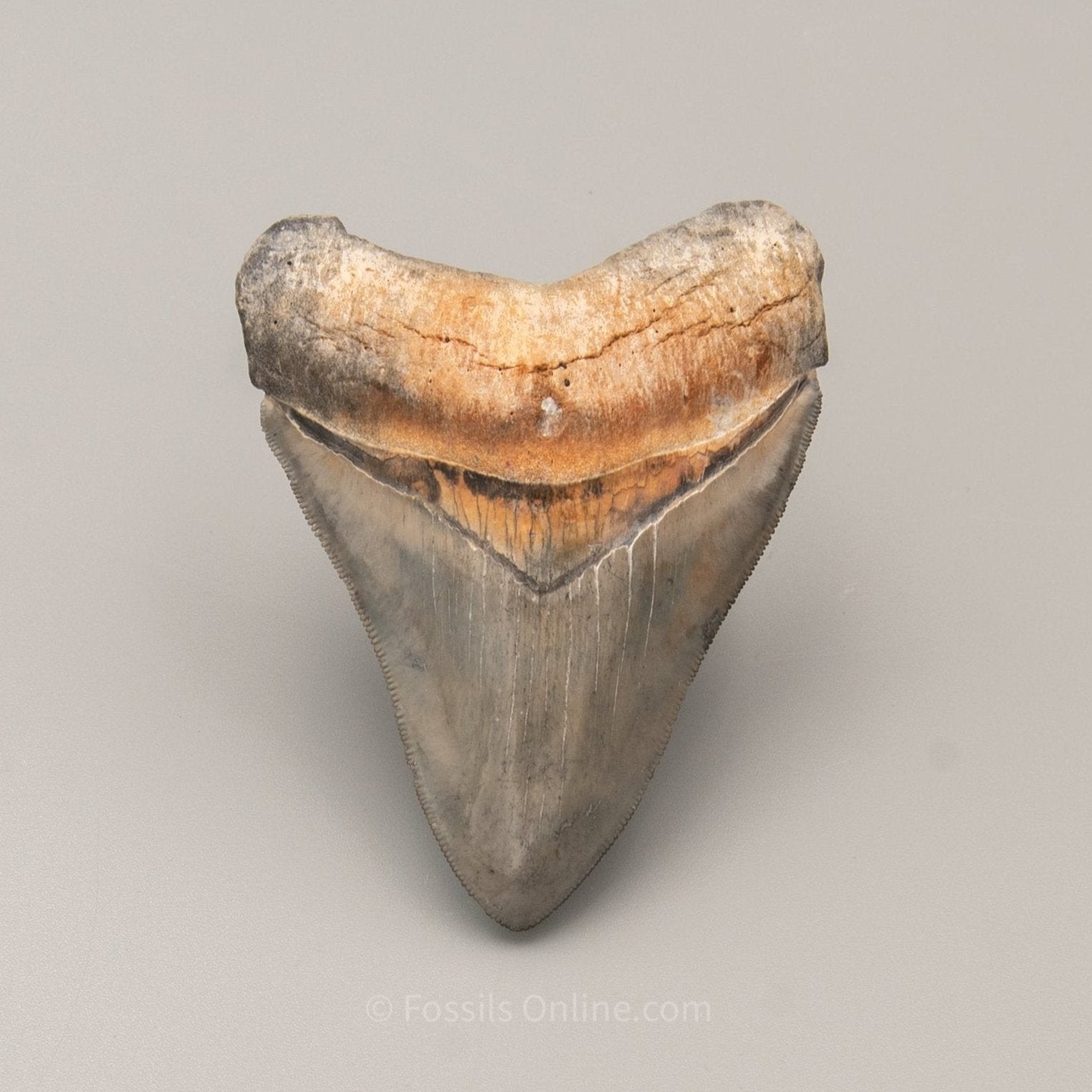 Golden Beach Venice Megalodon Tooth 3.89"