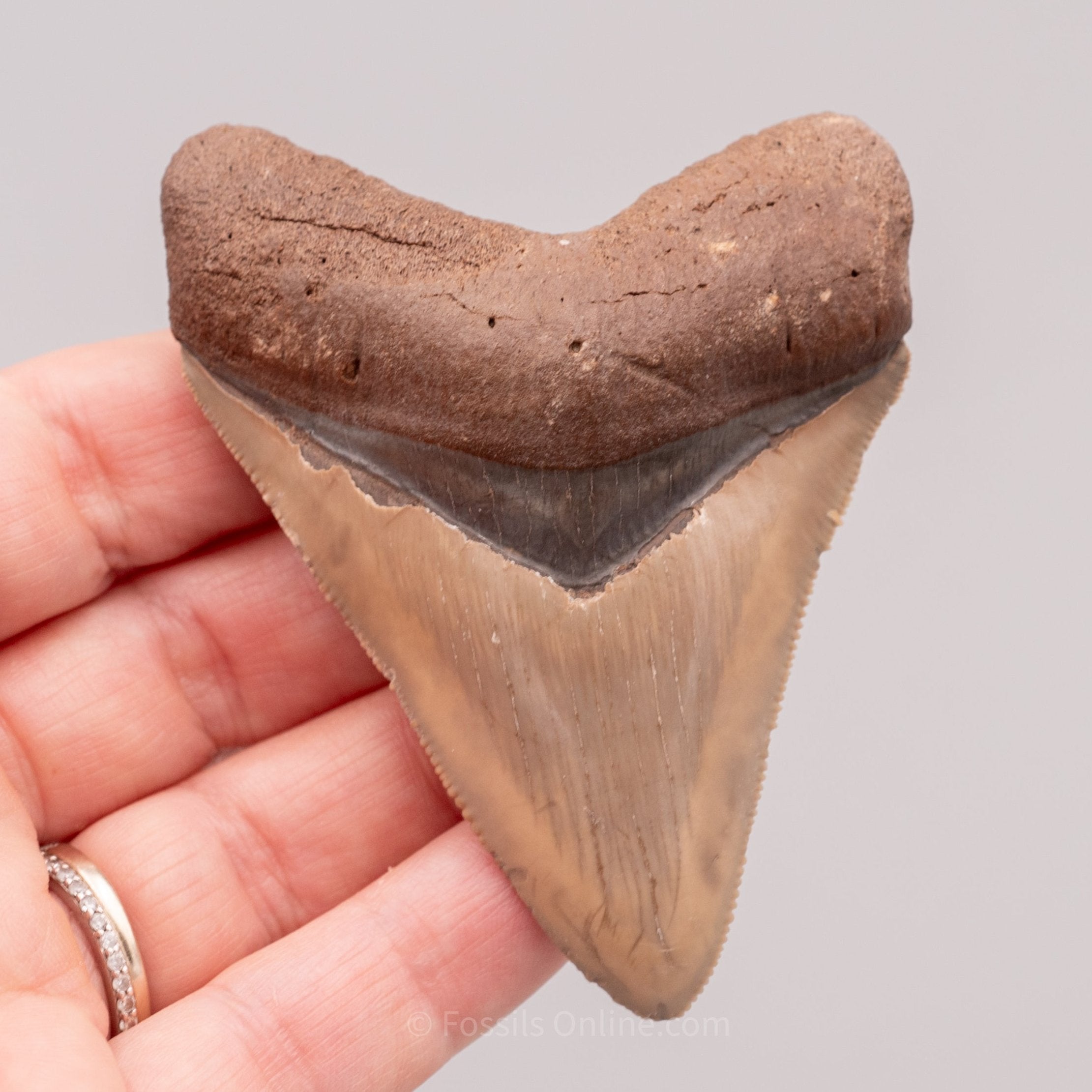 Venice Megalodon 3.12"