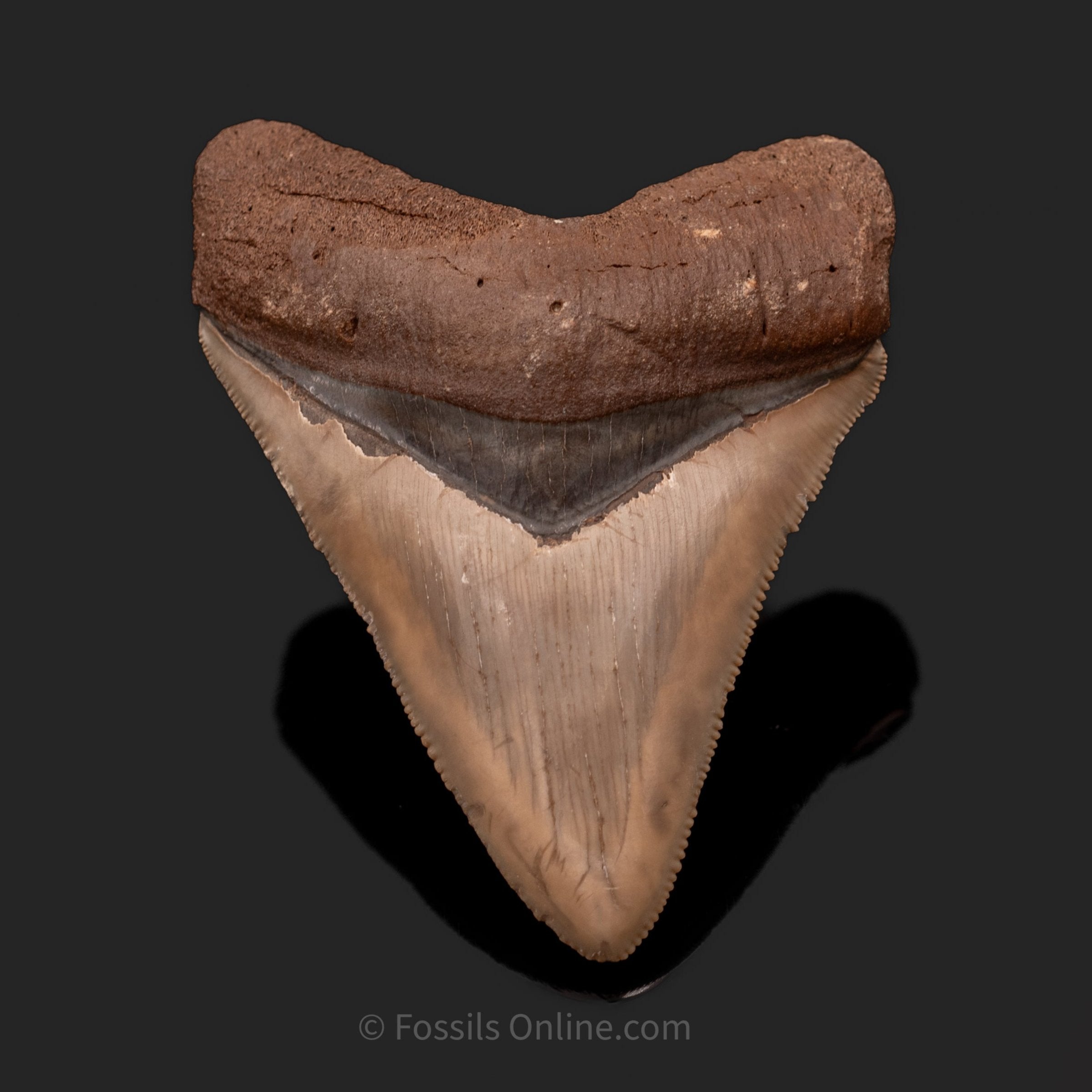 Venice Megalodon 3.12"