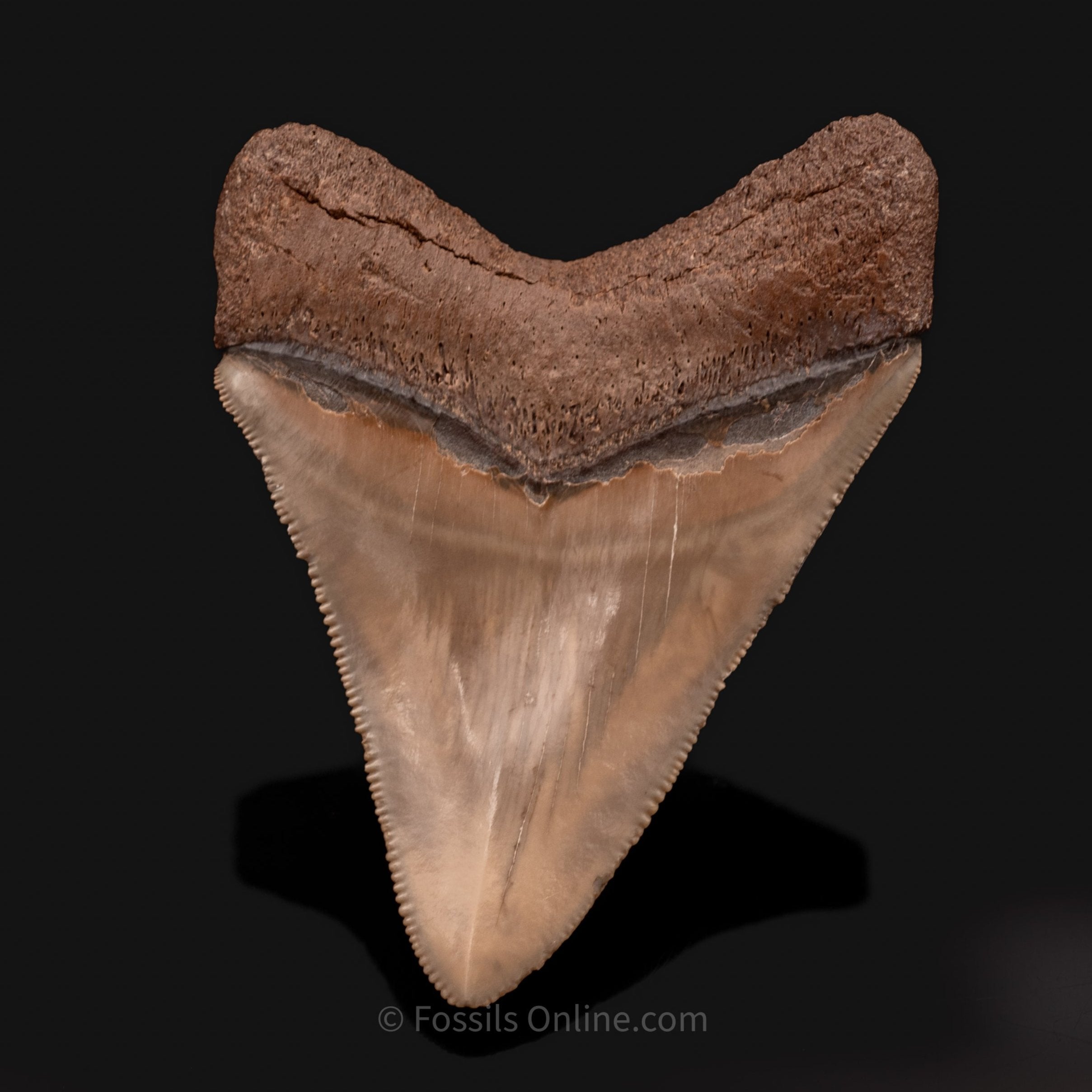 Venice Megalodon 3.12"