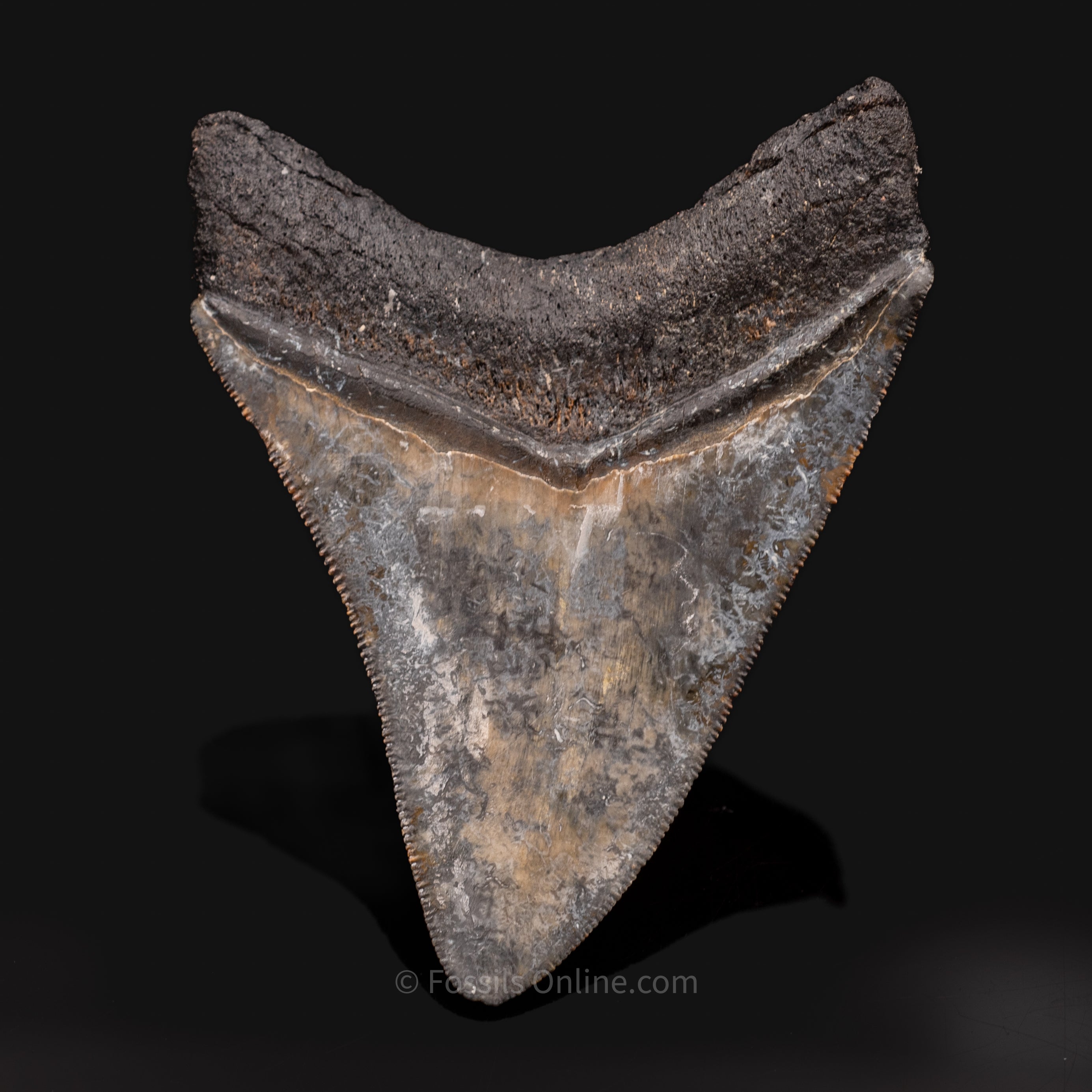 Venice Megalodon 3.8"