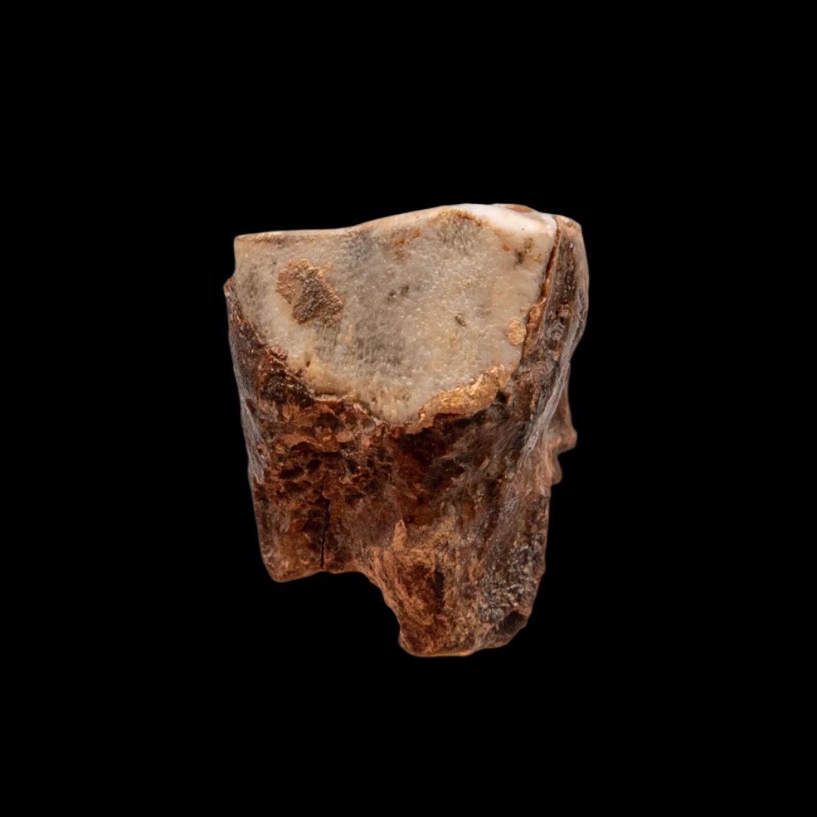 Juvenile Deciduous Woolly Rhino Tooth
