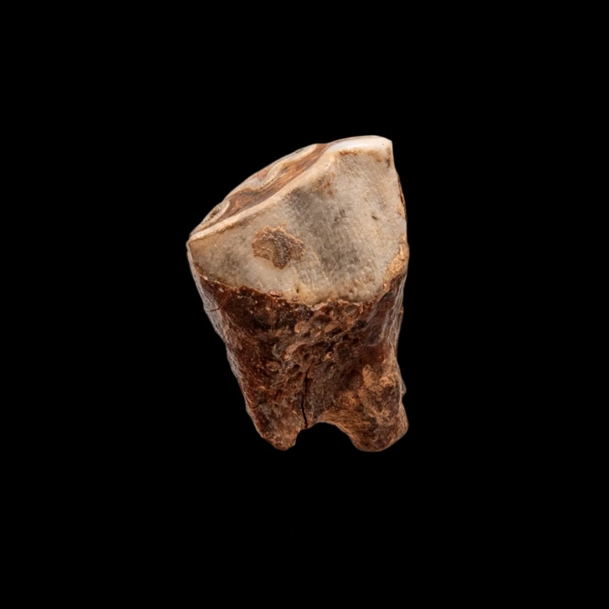 Juvenile Deciduous Woolly Rhino Tooth