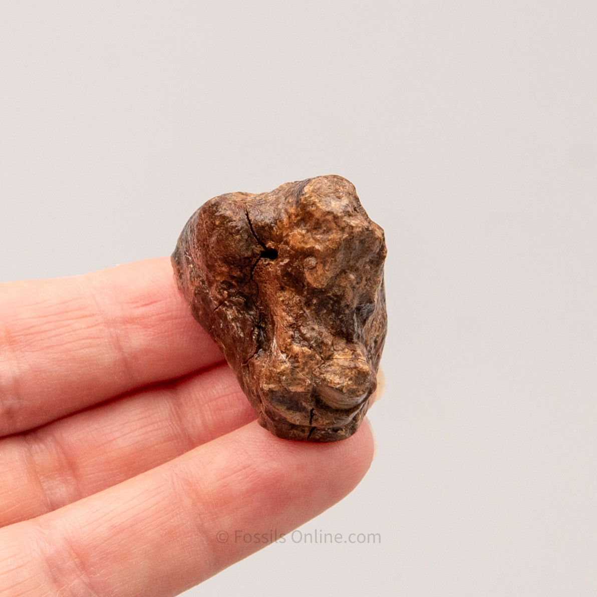Juvenile Deciduous Woolly Rhino Tooth