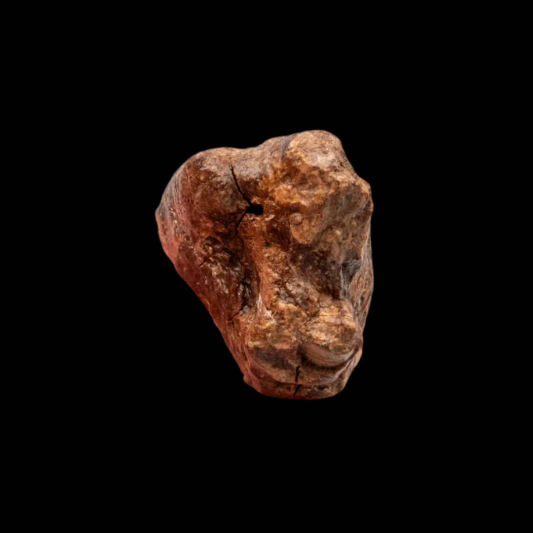 Juvenile Deciduous Woolly Rhino Tooth
