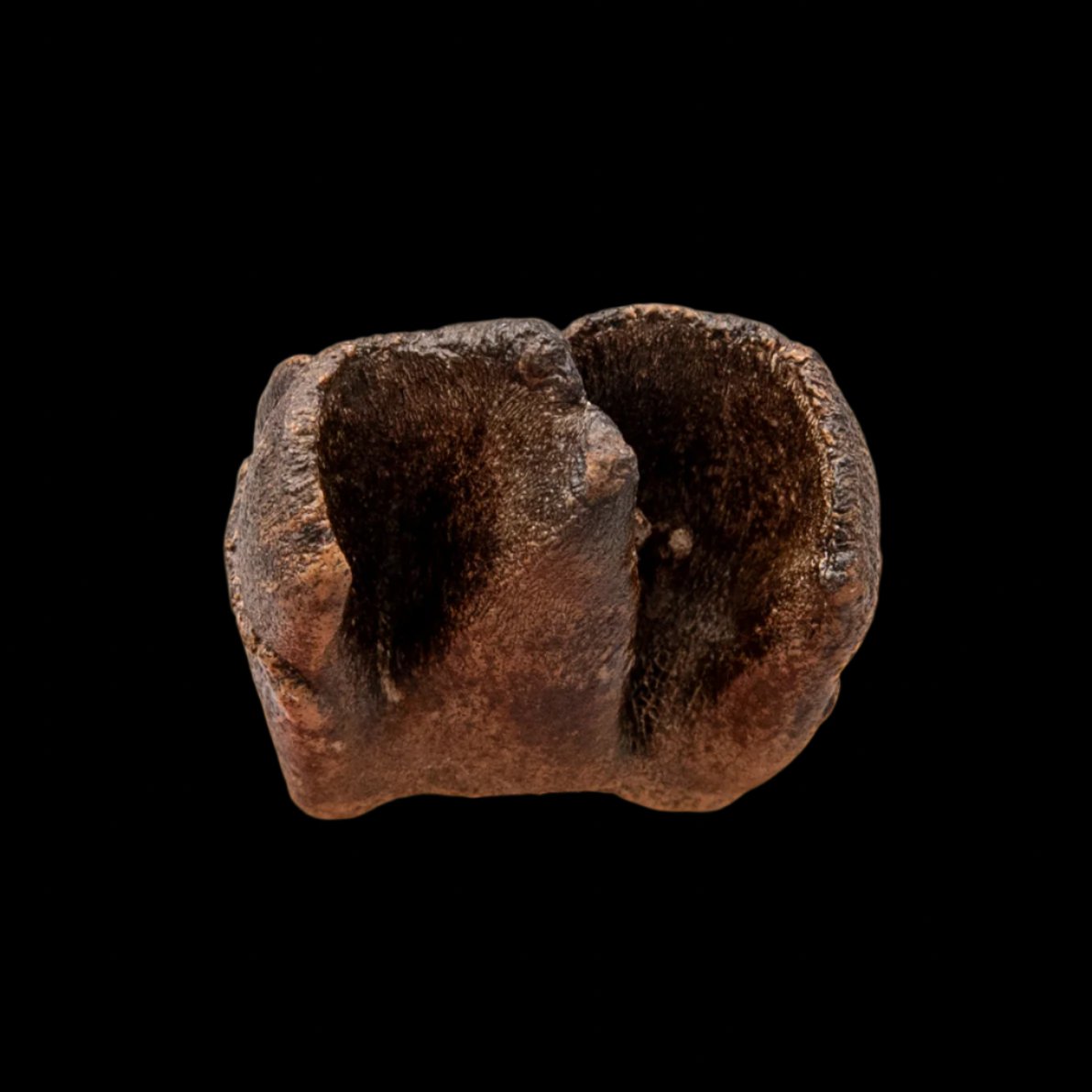 Woolly Rhino Tooth Siberia