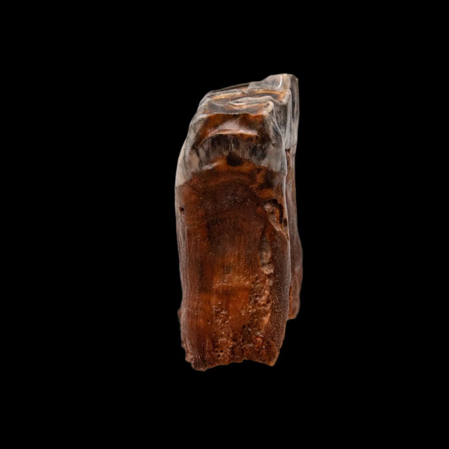 Juvenile Woolly Rhino Tooth Siberia